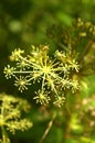 Plant yellow Summer spring green plant macro nature background photo beautiful enjoy summer Royalty Free Stock Photo