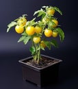 a plant with yellow tomatoes growing in a pot