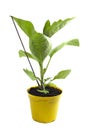 Plant in yellow vegetable pot grafted the eggplant