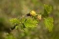 Plant Royalty Free Stock Photo