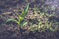 Plant of young corn Royalty Free Stock Photo