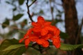 Plant, young flower