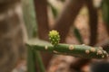 Plant, young green cactus Royalty Free Stock Photo