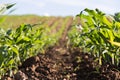 Plant of young green corn Royalty Free Stock Photo