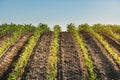 Plant of young green corn Royalty Free Stock Photo