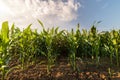 Plant of young green corn Royalty Free Stock Photo