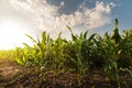 Plant of young green corn Royalty Free Stock Photo