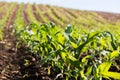 Plant of young green corn Royalty Free Stock Photo