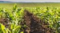 Plant of young green corn Royalty Free Stock Photo