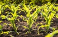 Plant of young green corn Royalty Free Stock Photo