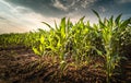 Plant of young green corn Royalty Free Stock Photo