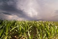 Plant of young green corn at stormy day Royalty Free Stock Photo