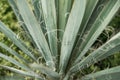 Plant Yucca filamentosa Royalty Free Stock Photo