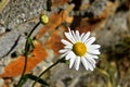 The plant of yushan national park