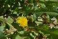 The plant of yushan national park