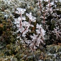 The plant of yushan national park