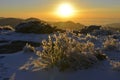 The plant of yushan national park Taiwan