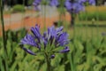 Planta AGAPANTO (Agapanthus africanus) Royalty Free Stock Photo