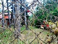 Planta silvestre con frutos rojos / Wild plant with red berries