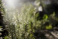 Rosemary plantation in small garden. Rosmarinus officinalis Royalty Free Stock Photo