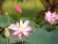 Plantae, Indian, Sacred Lotus, Bean of India, Nelumbo, NELUMBONACEAE name flower in pond Large flowers oval buds Pink tapered end