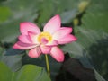 Plantae, Indian, Sacred Lotus, Bean of India, Nelumbo, NELUMBONACEAE name flower in pound Large flowers, oval buds Pink tapered Royalty Free Stock Photo