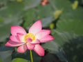 Plantae, Indian, Sacred Lotus, Bean of India, Nelumbo, NELUMBONACEAE name flower in pound Large flowers, oval buds Pink tapered Royalty Free Stock Photo