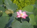 Plantae, Indian, Sacred Lotus, Bean of India, Nelumbo, NELUMBONACEAE name flower in pond Large flowers oval buds Pink tapered end Royalty Free Stock Photo