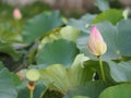 Plantae, Indian, Sacred Lotus, Bean of India, Nelumbo, NELUMBONACEAE name flower in pond Large flowers oval buds Pink tapered end Royalty Free Stock Photo