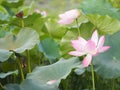 Plantae, Indian, Sacred Lotus, Bean of India, Nelumbo, NELUMBONACEAE name flower in pound Large flowers, oval buds Pink tapered Royalty Free Stock Photo