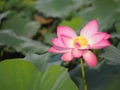 Plantae, Indian, Sacred Lotus, Bean of India, Nelumbo, NELUMBONACEAE name flower in pond Large flowers oval buds Pink tapered end Royalty Free Stock Photo