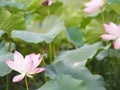 Plantae,  Indian, Sacred Lotus, Bean of India, Nelumbo, NELUMBONACEAE name flower in pound Large flowers, oval buds Pink tapered Royalty Free Stock Photo