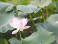 Plantae,  Indian, Sacred Lotus, Bean of India, Nelumbo, NELUMBONACEAE name flower in pound Large flowers, oval buds Pink tapered Royalty Free Stock Photo