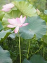 Plantae,  Indian, Sacred Lotus, Bean of India, Nelumbo, NELUMBONACEAE name flower in pound Large flowers, oval buds Pink tapered Royalty Free Stock Photo