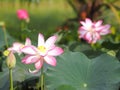 Plantae,  Indian, Sacred Lotus, Bean of India, Nelumbo, NELUMBONACEAE name flower in pound Large flowers, oval buds Pink tapered Royalty Free Stock Photo