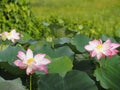 Plantae,  Indian, Sacred Lotus, Bean of India, Nelumbo, NELUMBONACEAE name flower in pound Large flowers, oval buds Pink tapered Royalty Free Stock Photo