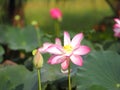 Plantae, Indian, Sacred Lotus, Bean of India, Nelumbo, NELUMBONACEAE name flower in pound Large flowers, oval buds Pink tapered Royalty Free Stock Photo