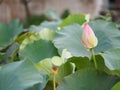 Plantae, Indian, Sacred Lotus, Bean of India, Nelumbo, NELUMBONACEAE name flower in pound Large flowers, oval buds Pink tapered Royalty Free Stock Photo