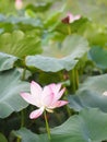 Plantae, Indian, Sacred Lotus, Bean of India, Nelumbo, NELUMBONACEAE name flower in pound Large flowers, oval buds Pink tapered Royalty Free Stock Photo