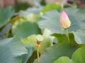 Plantae, Indian, Sacred Lotus, Bean of India, Nelumbo, NELUMBONACEAE name flower in pound Large flowers, oval buds Pink tapered Royalty Free Stock Photo