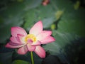 Plantae,  Indian, Sacred Lotus, Bean of India, Nelumbo, NELUMBONACEAE name flower in pound Large flowers, oval buds Pink tapered Royalty Free Stock Photo