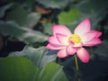 Plantae,  Indian, Sacred Lotus, Bean of India, Nelumbo, NELUMBONACEAE name flower in pound Large flowers, oval buds Pink tapered Royalty Free Stock Photo