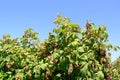 Raspberry Plants - ripening raspberries on plantation in summer