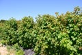 Raspberry Plants - ripening raspberries on plantation in summer