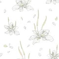 Plantago with flowers and leaves on a white background. Hand drawn vector seamless pattern