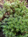 Plantago sp. at Cemorosewu, Magetan, East Java