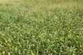 Harefoot weeds in a meadow