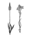 Plantago or Helichrysum arenarium or dwarf everlast or immortelle. Botanical plant illustration. Vintage herbaceous Royalty Free Stock Photo