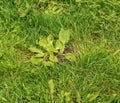 Plantago lanceolata. Family Plantaginaceae. Plantain flowering plant with green leaf