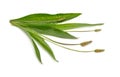 Plantago lanceolata isolated on white background.